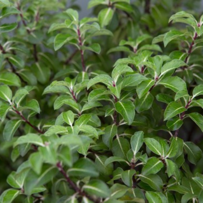 Pittosporum tenuifolium 'Gold Star'