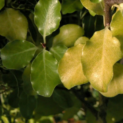 Pittosporum tenuifolium 'Warnham Gold'