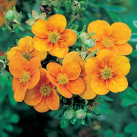 Potentilla frut. Mango Tango