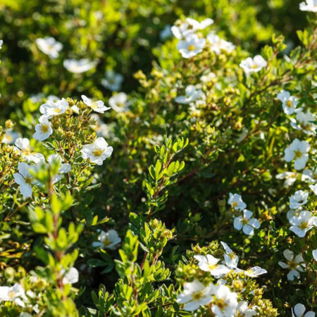 Potentilla fruticosa Abbotswood