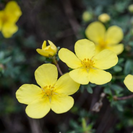 Potentilla fruticosa Elizabeth