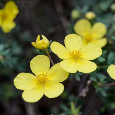 Potentilla fruticosa Elizabeth