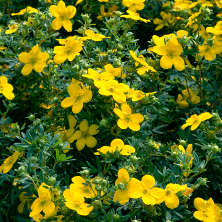 Potentilla fruticosa Goldfinger