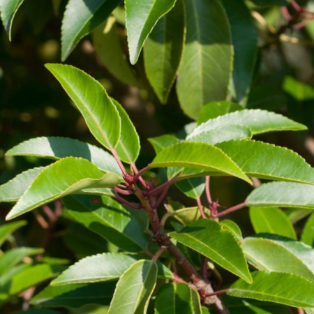 Prunus lusitanica Angustifolia