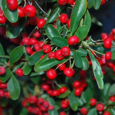 Pyracantha coccinea Red Column (P)