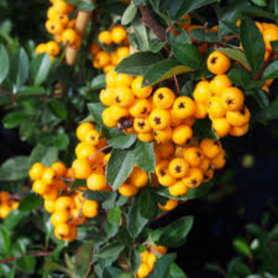 Pyracantha 'Golden Charmer'