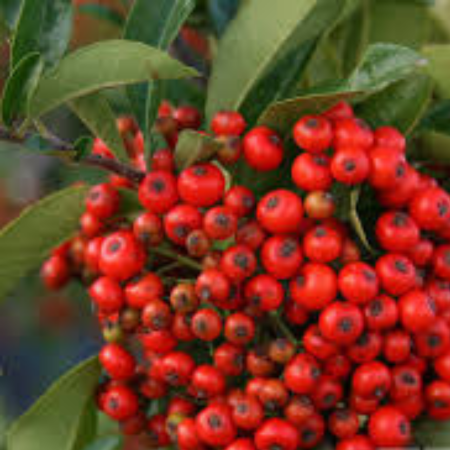 Pyracantha 'Mohave'