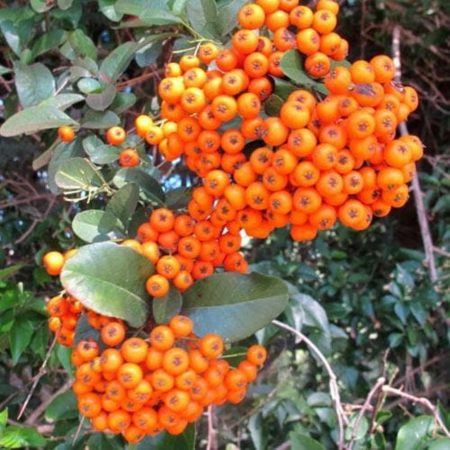 Pyracantha Orange Charmer (P)