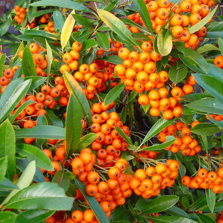 Pyracantha Orange Glow (P)