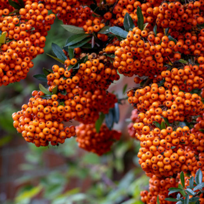 Pyracantha Saphyr (R) 'Cadange'