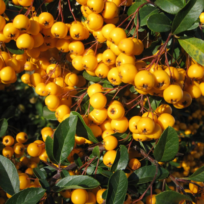 Pyracantha Saphyr (R) 'Cadaune'