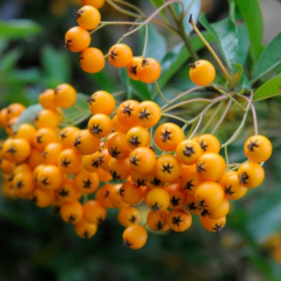 Pyracantha Soleil d'Or (P)