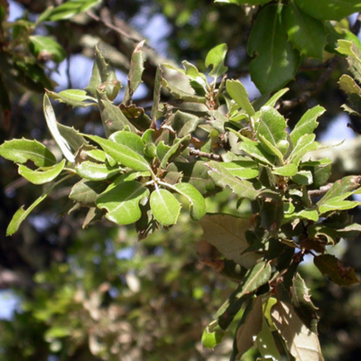 Quercus Ilex A.F. Spalliera