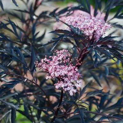 Sambucus nigra Black Lace