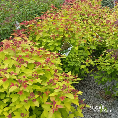 Spiraea Double Play Big Bang