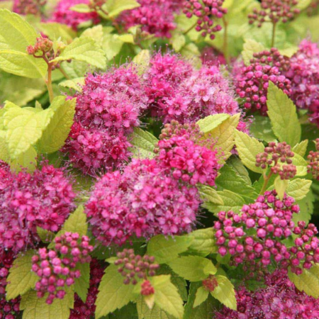 Spiraea Double Play Red APR