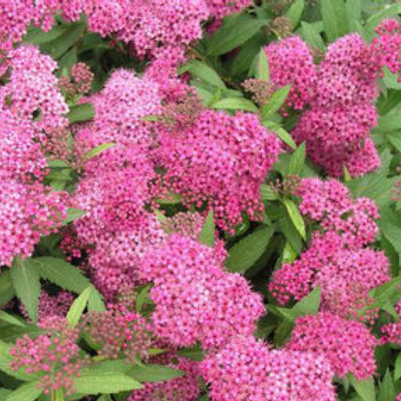 Spiraea japonica Anthony Waterer - image 1