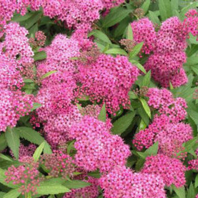 Spiraea japonica Anthony Waterer - image 1