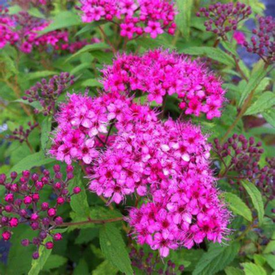 Spiraea japonica Anthony Waterer