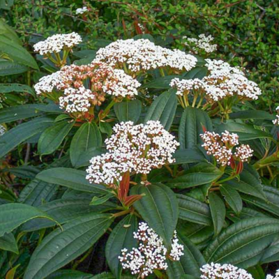 Viburnum davidii (P)