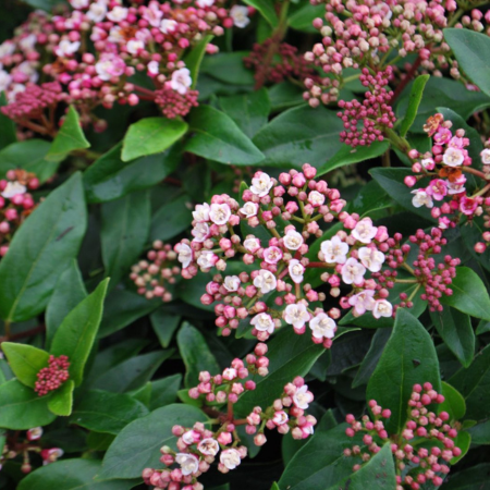 Viburnum tinus "Eve Price"