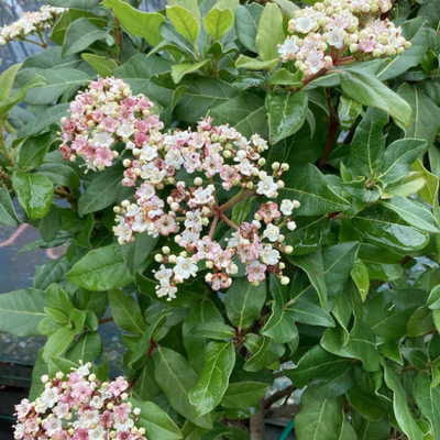 Viburnum tinus Eve Price (P)