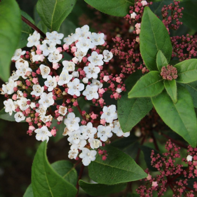 Viburnum tinus (P)