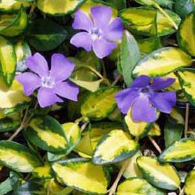 Vinca Illumination