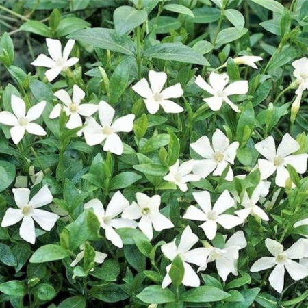 Vinca Minor Alba