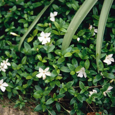 Vinca minor alba