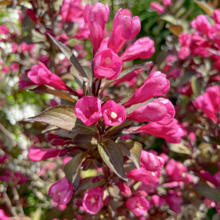 Weigela florida Wine and Roses