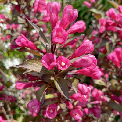 Weigela florida Wine and Roses