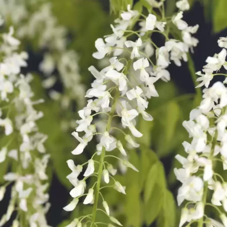 Wisteria Floribunda Alba Umbrella Wire Frame