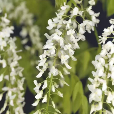 Wisteria Floribunda Alba Umbrella Wire Frame