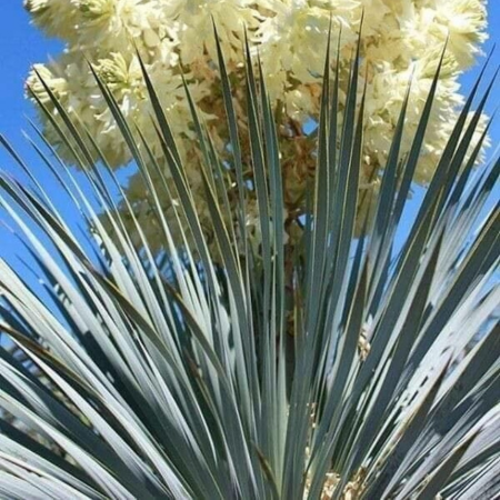 Yucca rostrata - image 1